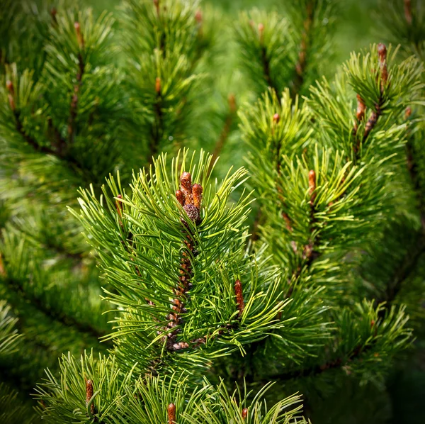 Čerstvé přirozená, borovice na zelené — Stock fotografie