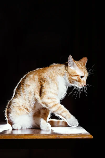Имбирь полосатый кот на охоте — стоковое фото