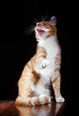 Zencefil tekir kedi Miyav demek