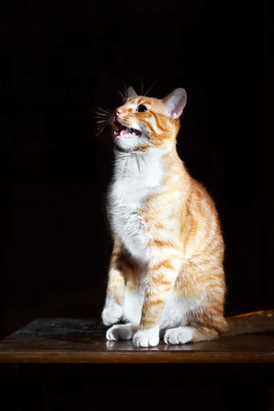 Полосатый кот имбирь сказать мяу — стоковое фото