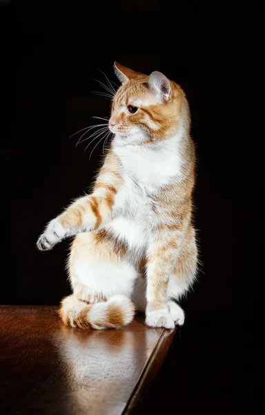 Gato amarelo, jogando no fundo preto — Fotografia de Stock