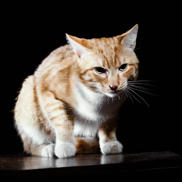 Gato tigrado gengibre na caça — Fotografia de Stock