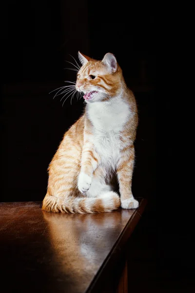 Ginger tabby cat say meow — Stock Photo, Image