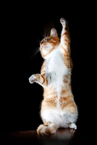 Gato amarelo, jogando no fundo preto — Fotografia de Stock