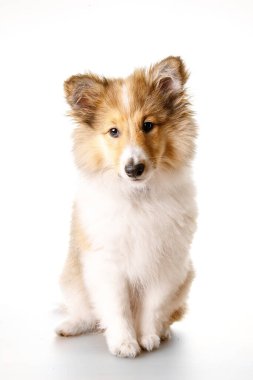 Sheltie köpek yavrusu beyaz bir arkaplanda izole edilmiş..
