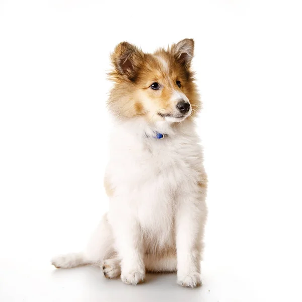 Sheltie puppy geïsoleerd op een witte achtergrond. — Stockfoto