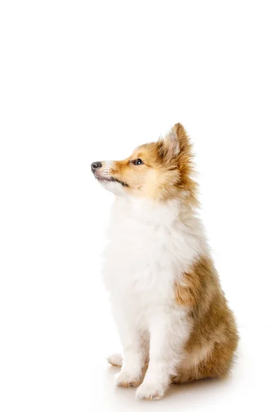 Sheltie cucciolo isolato su uno sfondo bianco. — Foto Stock