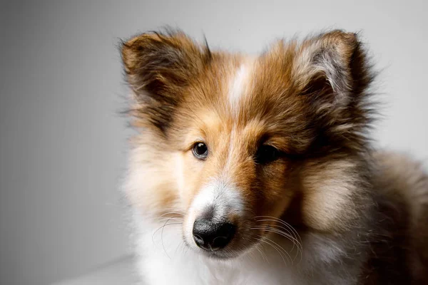 Sheltie cachorro retrato em um fundo cinza. — Fotografia de Stock