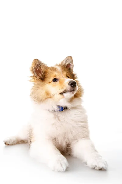 Sheltie köpek yavrusu beyaz bir arkaplanda izole edilmiş.. — Stok fotoğraf