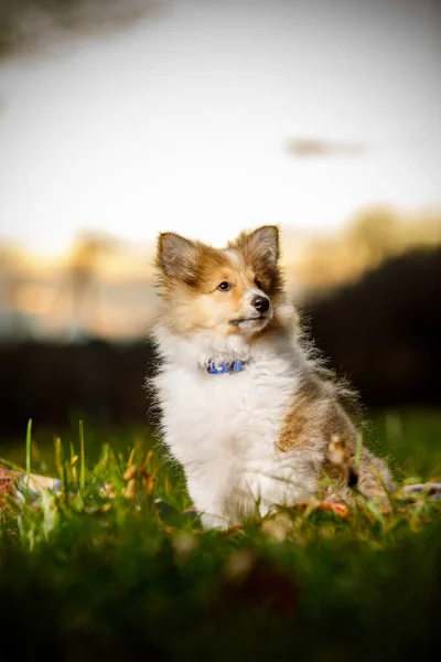 设得兰牧羊犬小狗。夕阳西下的贝壳. — 图库照片