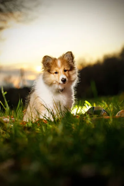 Σέτλαντ Σάιπντογκ κουταβάκι. Sheltie στο ηλιοβασίλεμα. — Φωτογραφία Αρχείου