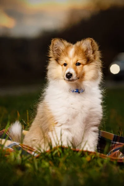 Shetland Sheepdog Puppy Sheltie Pôr Sol — Fotografia de Stock