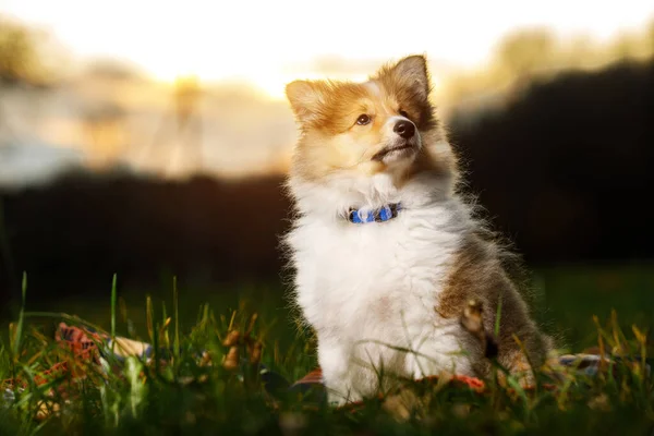 Shetland Sheepdog Puppy Sheltie Pôr Sol — Fotografia de Stock