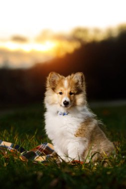 Shetland Çoban Köpeği Yavrusu. Gün batımında Sheltie