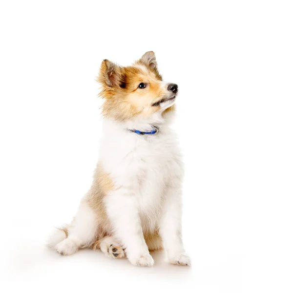 Sheltie Puppy Geïsoleerd Een Witte Achtergrond — Stockfoto