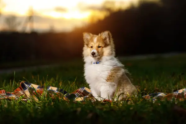 Owczarek Szetlandzki Szczeniak Sheltie Zachodzie Słońca — Zdjęcie stockowe