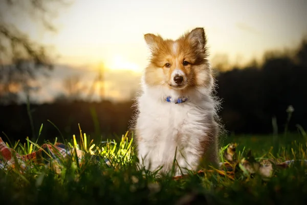 Σέτλαντ Σάιπντογκ Κουταβάκι Sheltie Στο Ηλιοβασίλεμα — Φωτογραφία Αρχείου