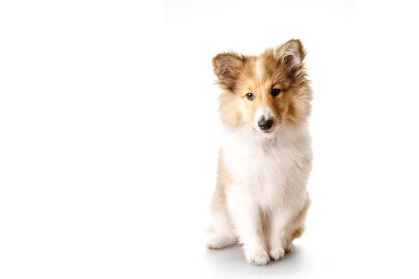 Filhote Cachorro Sheltie Isolado Fundo Branco — Fotografia de Stock