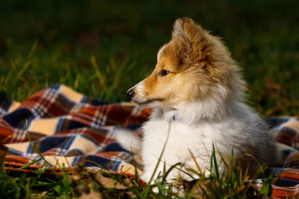 狗在毛毯上 设得兰牧羊犬 — 图库照片