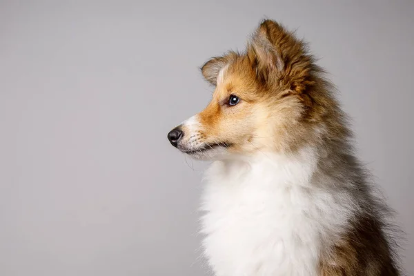 Sheltie Valp Porträtt Grå Bakgrund — Stockfoto