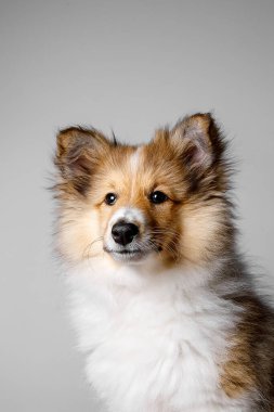 Shetland Çoban Köpeği portresi.