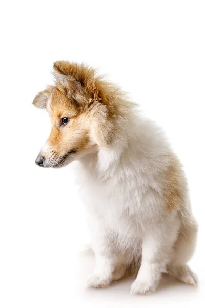 Shetland Çoban Köpeği beyaz arka planda oturuyor. — Stok fotoğraf