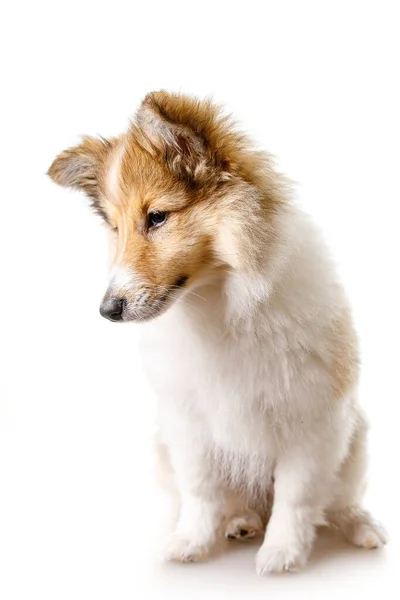 Shetland Sheepdog zittend tegen witte achtergrond. — Stockfoto