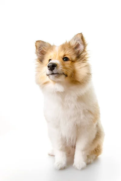 Shetland Sheepdog sitzt vor weißem Hintergrund. — Stockfoto