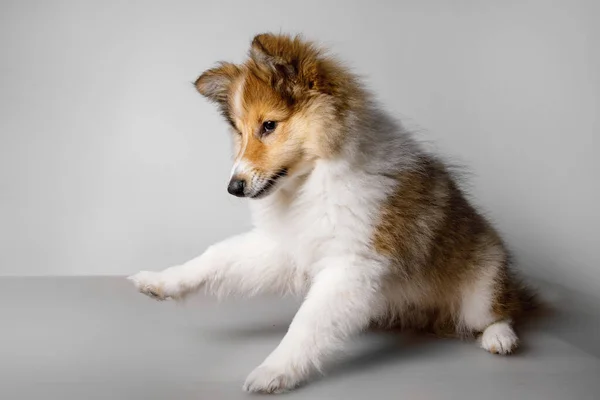 Shetland Sheepdog játszik szürke háttér. — Stock Fotó