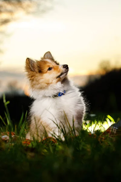 Shetland Sheepdog Sitter Mot Solnedgång Bakgrund — Stockfoto