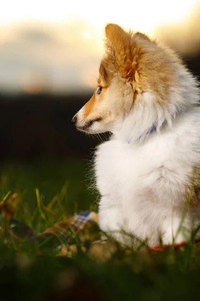 Shetland Sheepdog Sitter Mot Solnedgång Bakgrund — Stockfoto