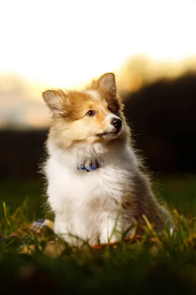 Shetland Sheepdog Sitter Mot Solnedgång Bakgrund — Stockfoto