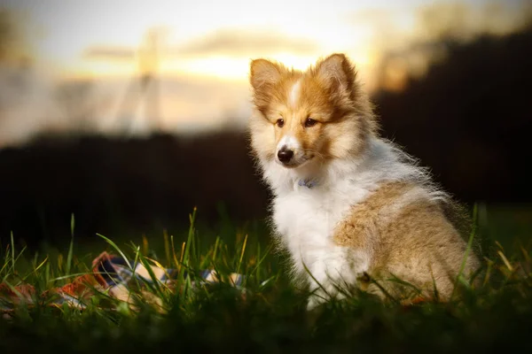 Shetland Sheepdog Κάθεται Στο Φόντο Ηλιοβασίλεμα — Φωτογραφία Αρχείου