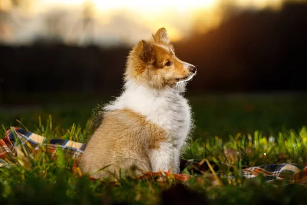 Shetland Sheepdog Zittend Tegen Zonsondergang Achtergrond — Stockfoto