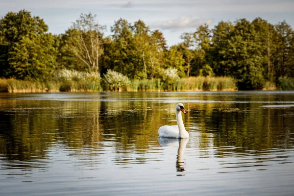 自然环境中池塘上的白天鹅 — 图库照片