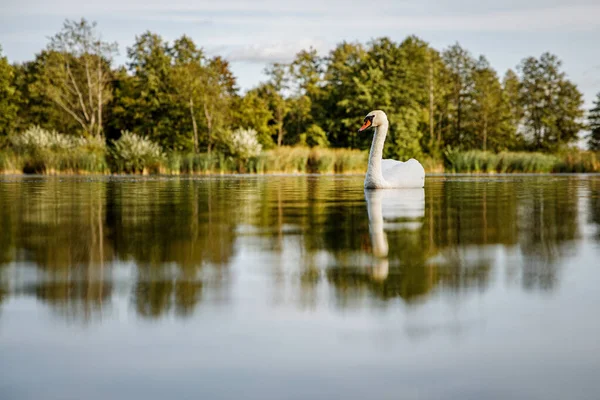 Cisne Blanco Estanque Entorno Natural —  Fotos de Stock