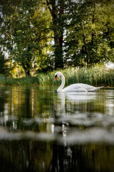 Weißer Schwan Auf Einem Teich Natürlicher Umgebung — Stockfoto