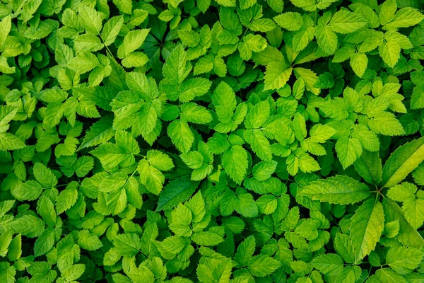Grüne Blätter Hintergrund Urtica Textur — Stockfoto