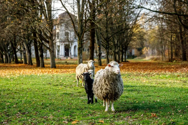 Sheep Field Autumn Forest Old House Background — Stock Photo, Image