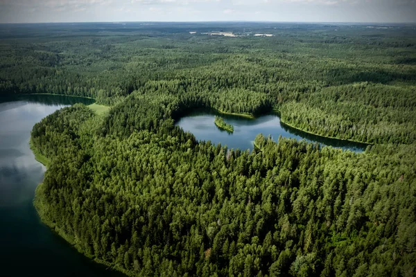 Top View Forest Lake — Stock Photo, Image