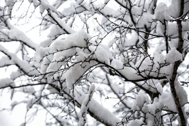 Ağaç dallarında kar. Gri arkaplan