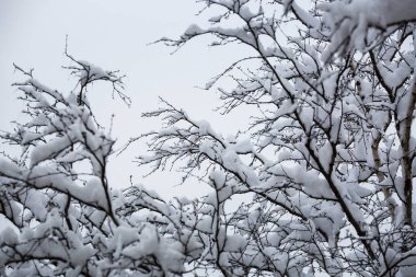 Ağaç dallarında kar. Gri arkaplan
