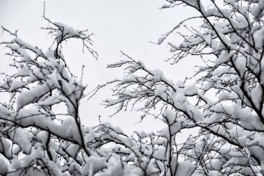 Ağaç dallarında kar. Gri arkaplan