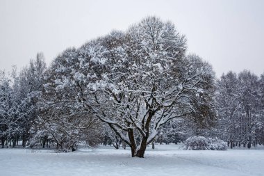 Karda ağaçlar, kış arkaplanı
