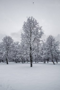 Karda ağaçlar, kış arkaplanı
