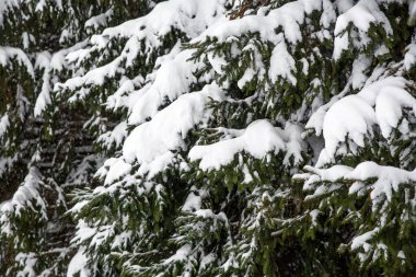 Karla kaplı firavun dalı. Kış manzarası