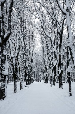 Şehir parkında kış sokağı.