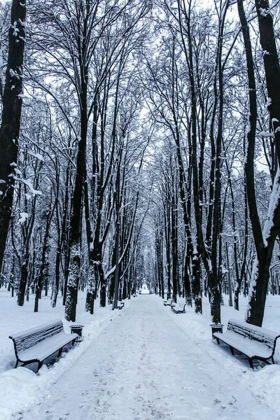 市内公園の冬の路地 横に雪に覆われたベンチ — ストック写真
