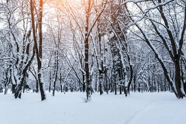 Karda ağaçlar. Kış arkaplanı