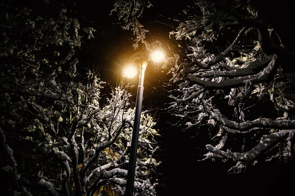 Snow blizzard on the street. The lantern illuminates the snowy branches